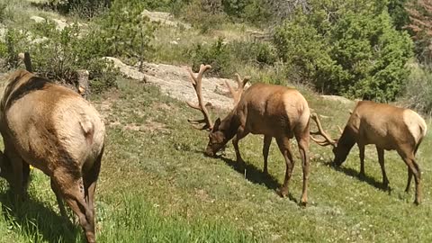 Elk views