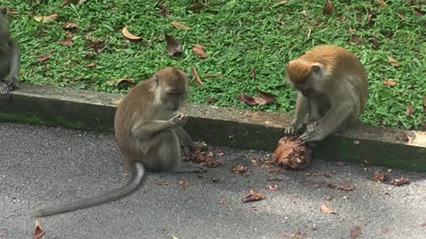 Smart Monkey Uses Hands to Find Nuts - SO Intelligent!