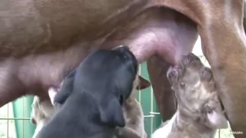Puppies Breastfeed their mother, Puppies get nursing