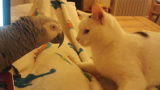 Cute The African Grey Parrot vs Cat