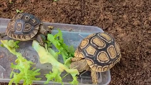 Cute Leopard Tortoise Brother's Meal Time