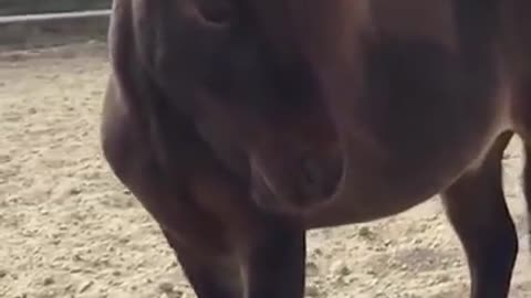 The dog imitates a cowboy and rides over a horse