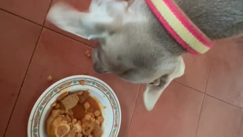 Weimaraner dog eating human food