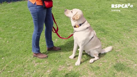 FREE DOG TRAINING SERIES –how to teach your dog to sit and drop