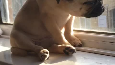 Adorable pug puppy struggles to stay awake whilst sunbathing