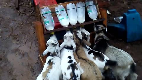 Feeding time for baby goats is a cuteness overload!