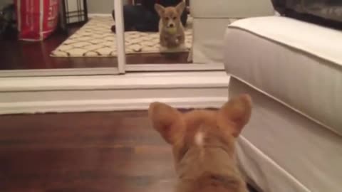 corgi puppy scared of reflection