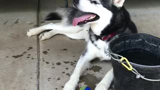 Loki the husky loves playing ball