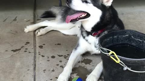 Loki the husky loves playing ball