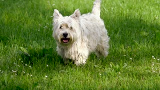 Dog Plays With Owner Long Run Game