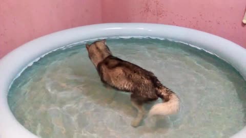 bathtub husky pool #lovedog