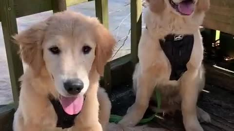 CHECK OUT THESE TWIN PUPPY GOLDEN RETRIEVERS