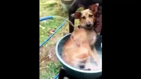 A dog bathes in a basin