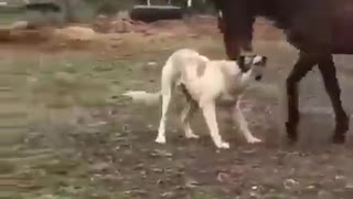 cute funny dog ​​plays with a horse