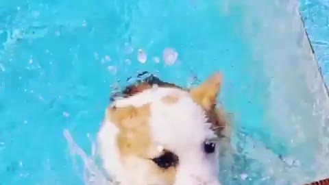 small welsh corgi swimming