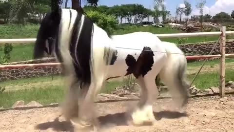20_Most _beautiful _horse _ in_the world