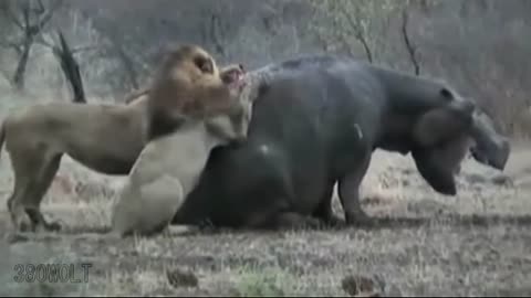 Leões Atacando Um Hipopótamo