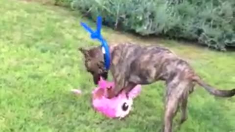 Dogo brakes the pinata