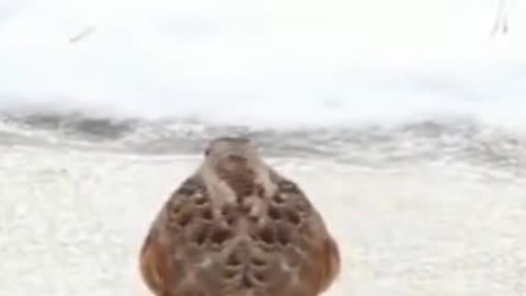 Two birds squabbling over food, another bird jumping on the ice