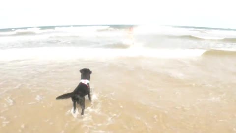 LABRADORS ON THE BEACH