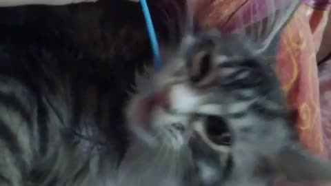 brushing kitten teeth