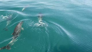 Dolphins swimming in the sea