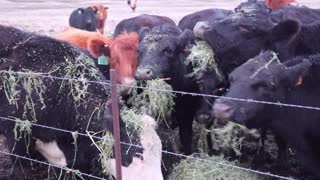 Feeding Frenzy! Cows Crowd for New Hay