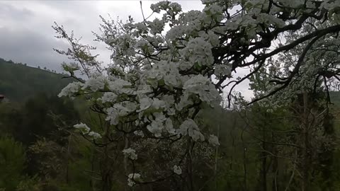 Beautiful Flowers 🌹|| natural world