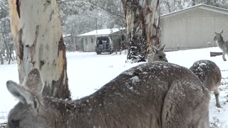 Hungry Kangaroos Come to Humans During Snowstorm