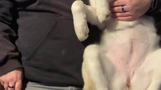 Papa Shares Smooches with Puppy