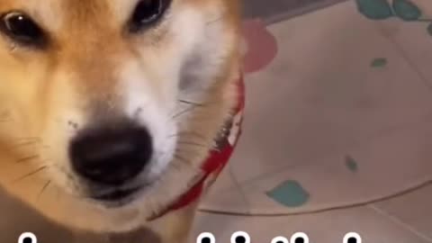 The shiba dog was taught to speak English by his owner. really love it