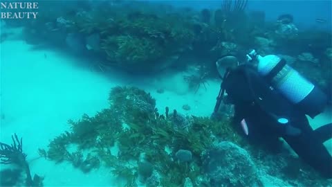 Amazing Catch Giant Lobsters Underwater Big Octopus Hunting Skills in the sea Catching fish