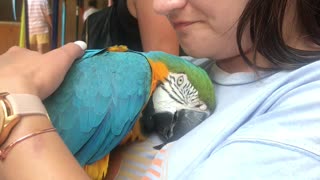 Parrot Cuddles Warm Woman's Heart