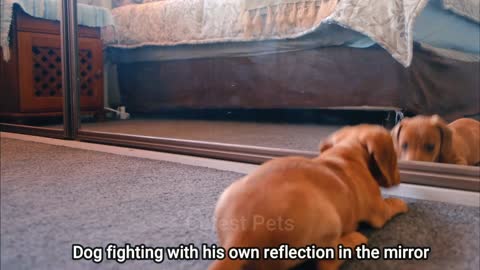 Dog Fighting with his own reflection in the mirror I Dog Funny Video