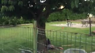 A little girl in grey runs and swings from a tree branch falls on back