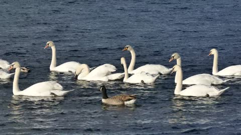 Single Duck Among Swans