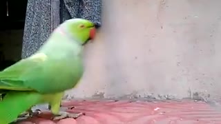 Cute talking and Dancing parrot Playing with girl