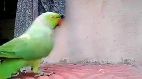 Cute talking and Dancing parrot Playing with girl