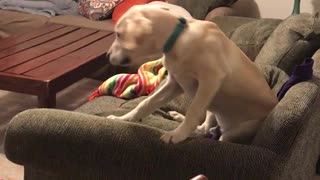 Dog runs around house