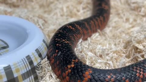 Other Black Snakes: Black Racers (Coluber constrictor)