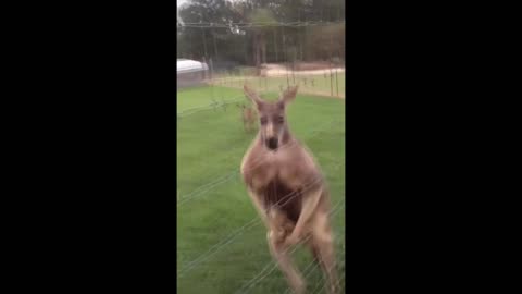 How much chance do you win by boxing with kangaroos