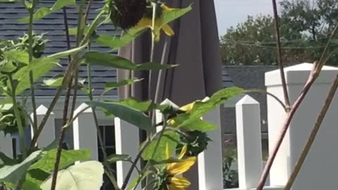 Golden Finch feeding on Sunflowers