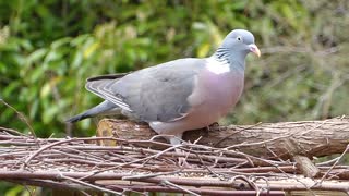 Pigeon Bird Feeding Alone Dove Grey