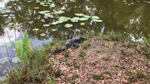 Beautiful Bella Gator on the Bank