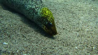 Moray eel in the Red Sea 1, eilat israel