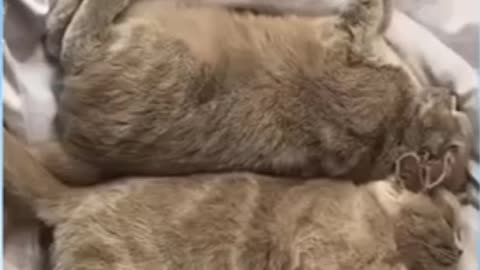 Top_05_Funny_Cat_Videos_of_The_Weekly_-_TRY_NOT_TO_LAUGH_#001
