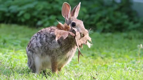 Rabbit Collecting material for making Nest For Rest