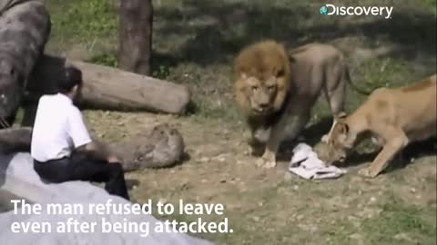 Lion attacks man