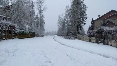 relax fresh fallen snow great music husky dog enjoying winter