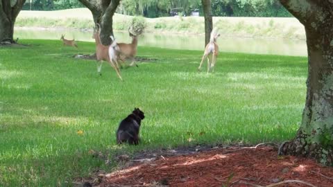 4 Deer Terrified Of 1 Angry Cat